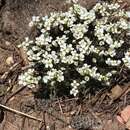 Image of subalpine draba