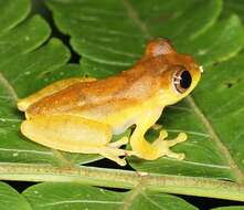 Image of Lesser Treefrog