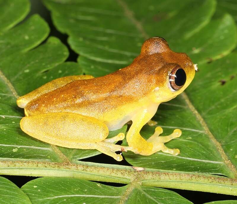 Image of Lesser Treefrog