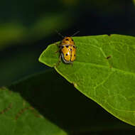 Image of Griburius larvatus (Newman 1840)