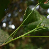 Image of Franciscodendron laurifolium (F. Müll.) B. P. M. Hyland & C. G. G. J. van Steenis