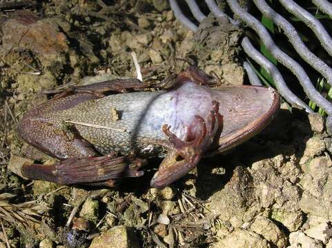 Image of Green and Gold Frog