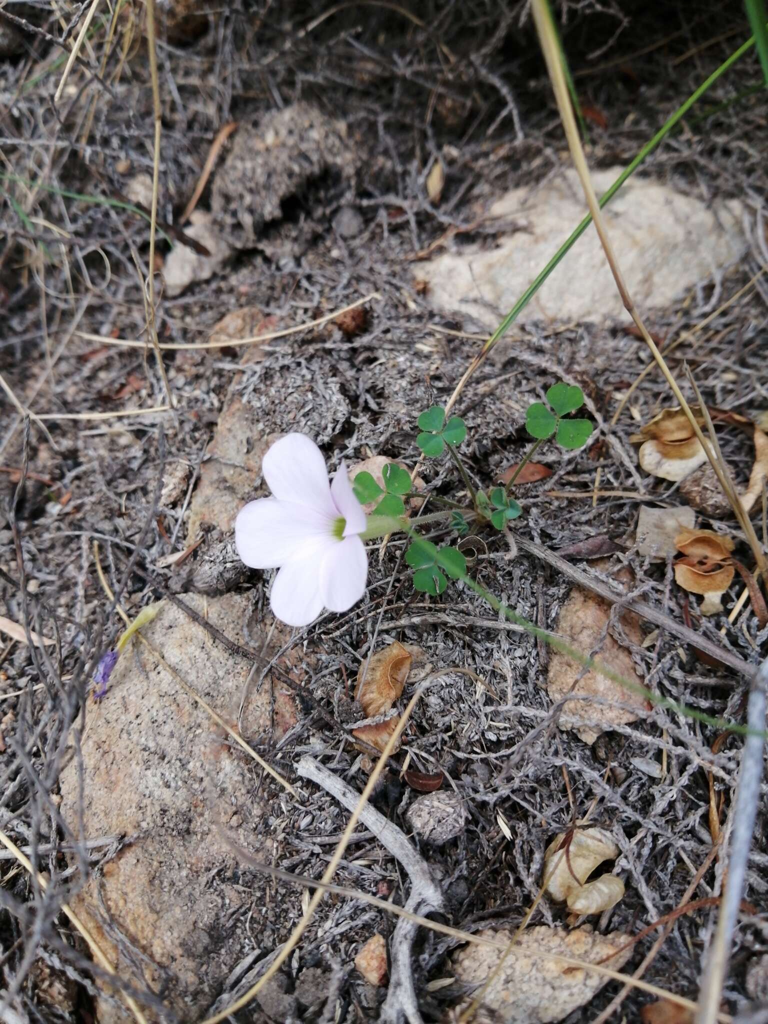 Sivun Oxalis fibrosa F. Bolus kuva