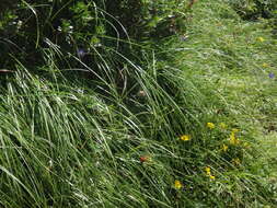 Image of Festuca pulchella Schrad.