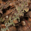Image de Origanum vulgare subsp. hirtum (Link) A. Terracc.