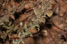 Image of Origanum vulgare subsp. hirtum (Link) A. Terracc.