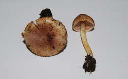 Imagem de Agaricus diminutivus Peck 1902