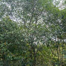 Image of Magnolia figo var. skinneriana (Dunn) Noot.