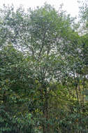 Magnolia figo var. skinneriana (Dunn) Noot. resmi