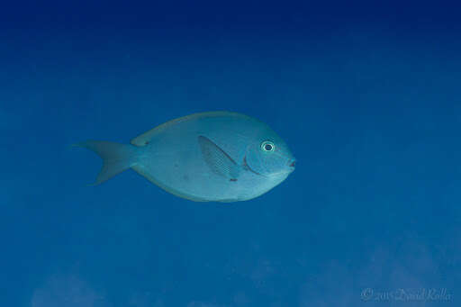 Image of Chocolate Surgeonfish