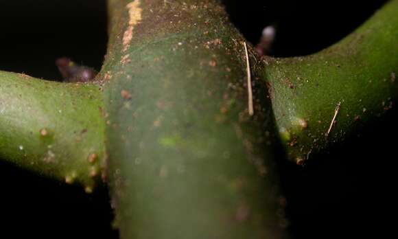 Image of Miconia commutata Almeda