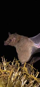 Image of Lesser Long-nosed Bat