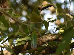 Image of <i>Aulacorhynchus prasinus wagleri</i>