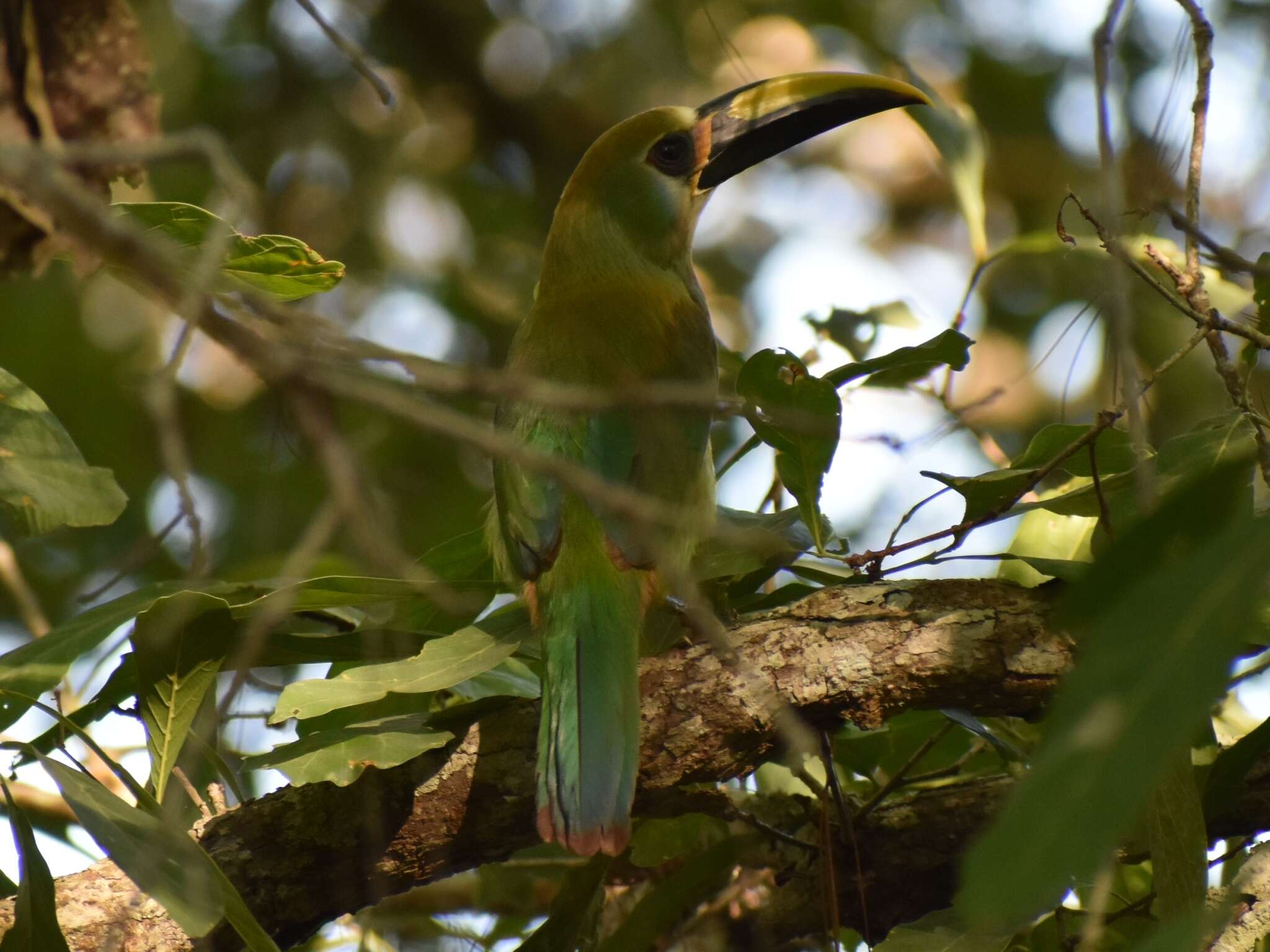 Image of <i>Aulacorhynchus prasinus wagleri</i>