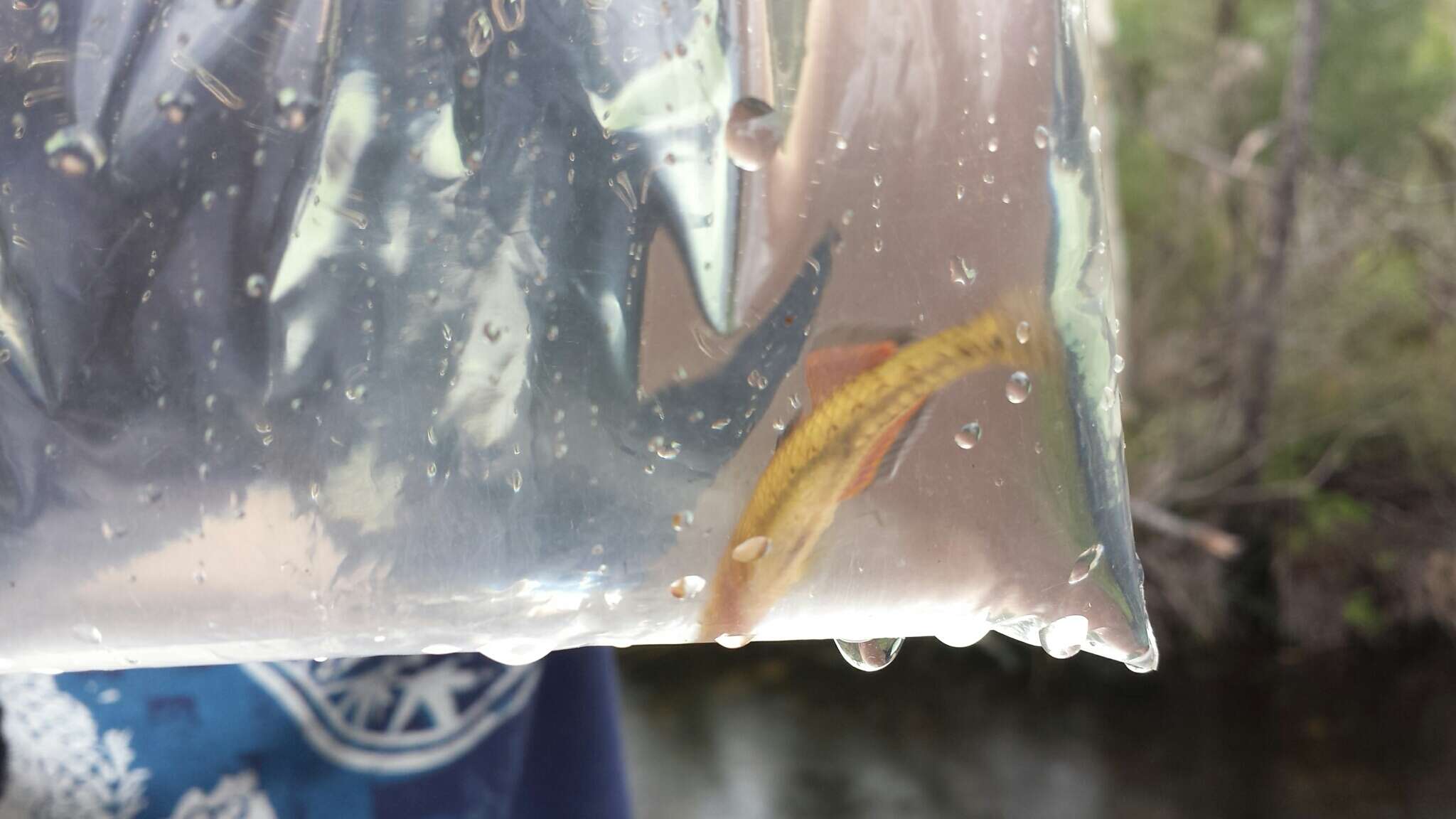 Image of Australian carp-gudgeon