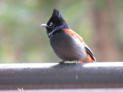 Image of African Paradise Flycatcher