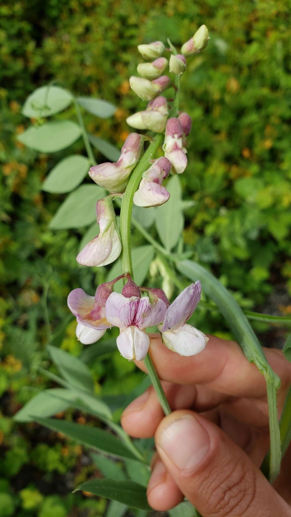 Sivun Lathyrus jepsonii subsp. californicus (S. Watson) C. L. Hitchc. kuva