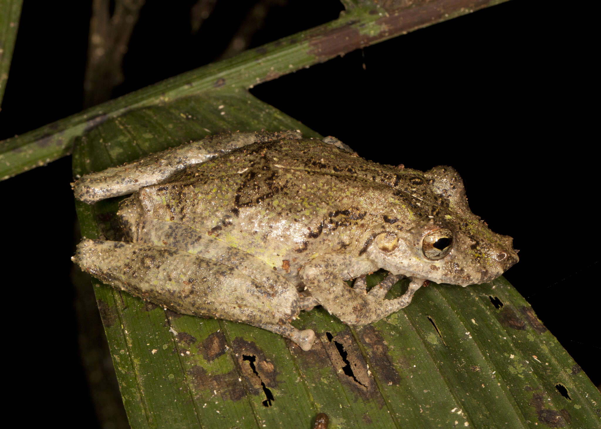 Image of Boulenger's Snouted Treefrog