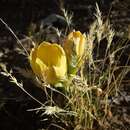 Imagem de Zephyranthes gilliesiana