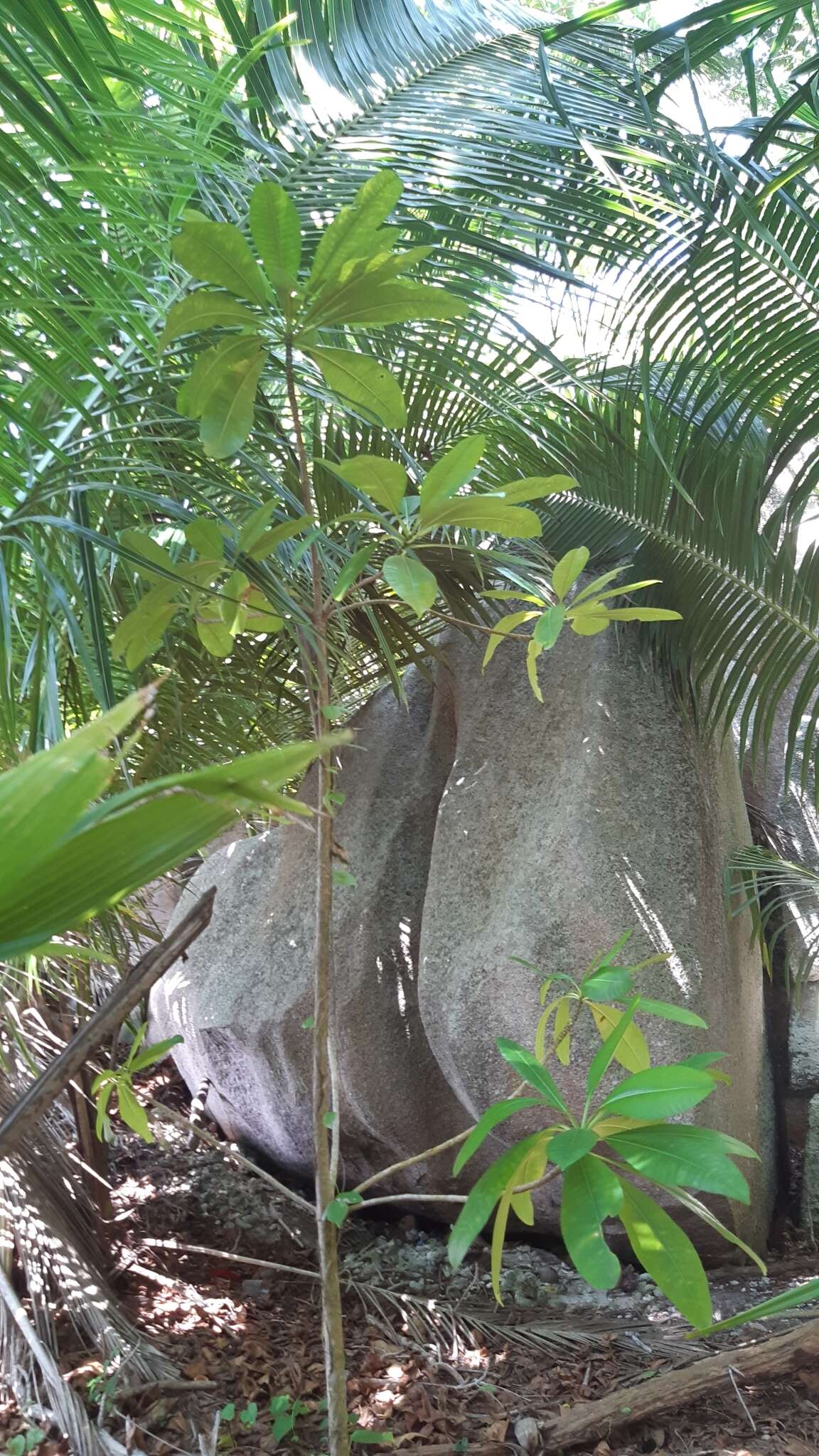 Image de Ochrosia oppositifolia (Lam.) K. Schum.