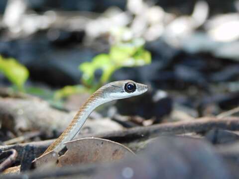 Image of Large-eyed bronzeback