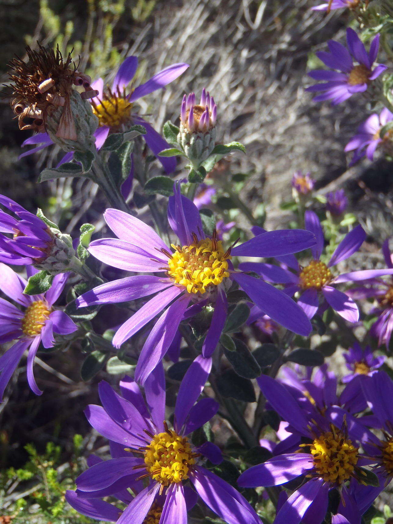 Imagem de Printzia polifolia (L.) Hutch.