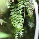 Imagem de Hymenophyllum badium Hook. & Grev.