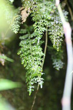 Image of Hymenophyllum badium Hook. & Grev.