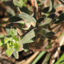 Image of Hibbertia crinita H. R. Toelken