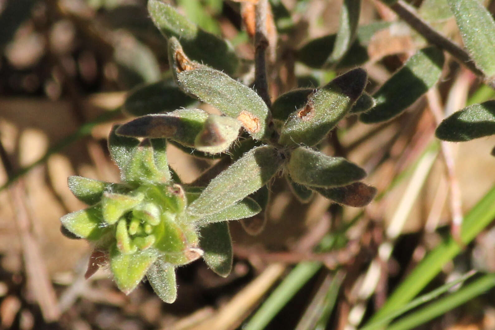 Image of Hibbertia crinita H. R. Toelken