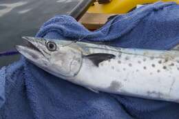 Image of Australian Spotted Mackerel