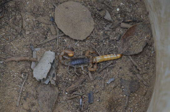 Image of California Common Scorpion