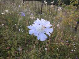 Image of Pincushion-flower