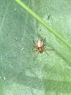 Image of Araneus pratensis (Emerton 1884)