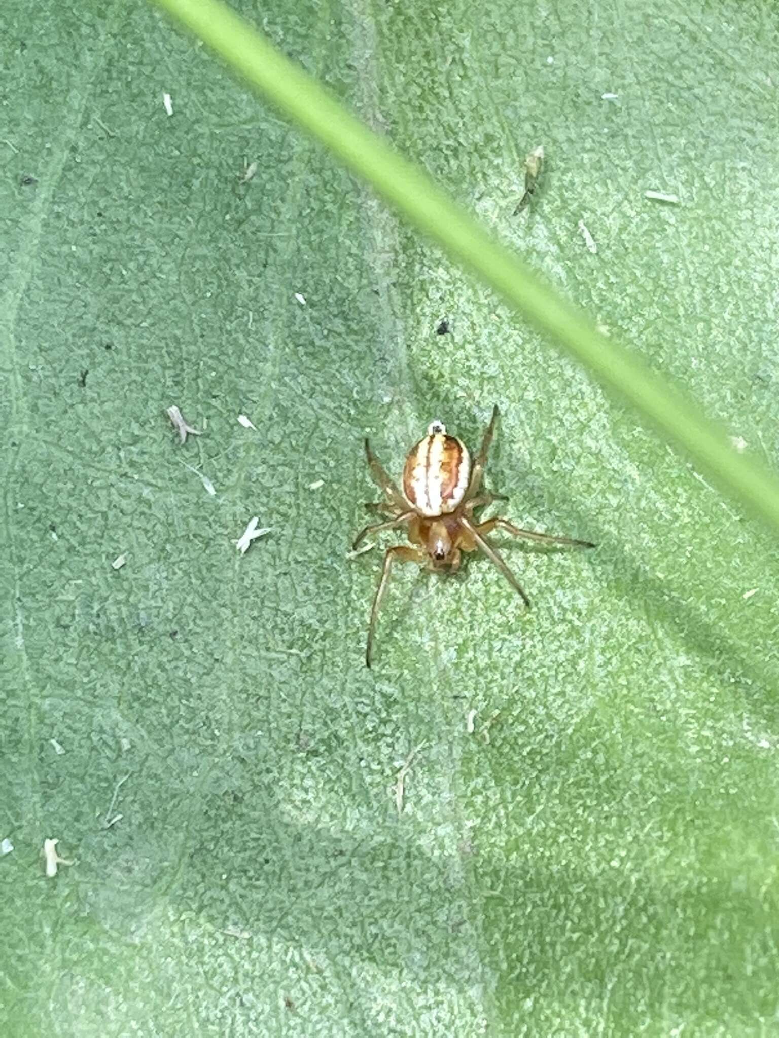 Image of Araneus pratensis (Emerton 1884)