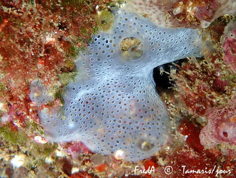 Image of Diplosoma spongiforme (Giard 1872)