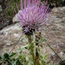 Слика од Cirsium eatonii var. viperinum D. J. Keil