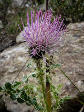 Слика од Cirsium eatonii var. viperinum D. J. Keil