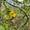 Chamaecrista lineata var. brachyloba (Griseb.) H. S. Irwin & Barneby的圖片