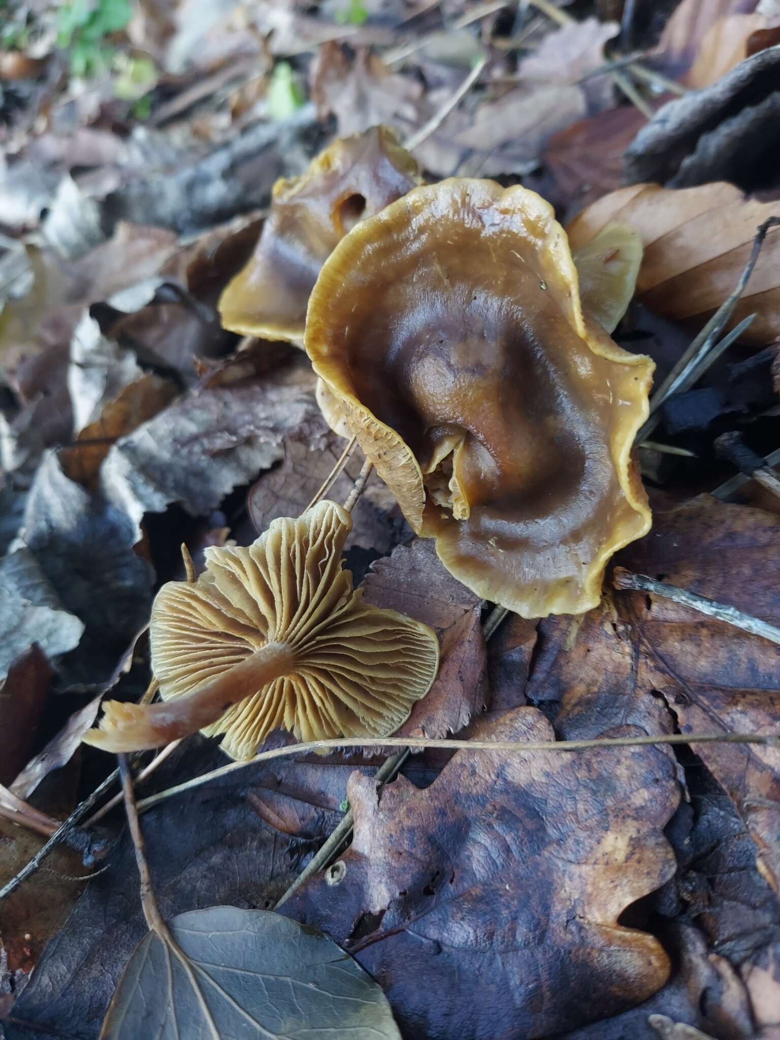 Image of Meottomyces dissimulans (Berk. & Broome) Vizzini 2008