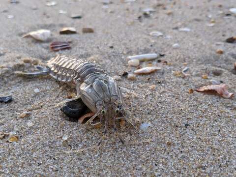 Image of mantis shrimp