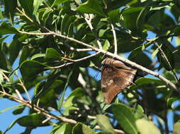 Imagem de Charaxes karkloof