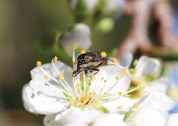 Stomorhina subapicalis (Macquart 1847)的圖片