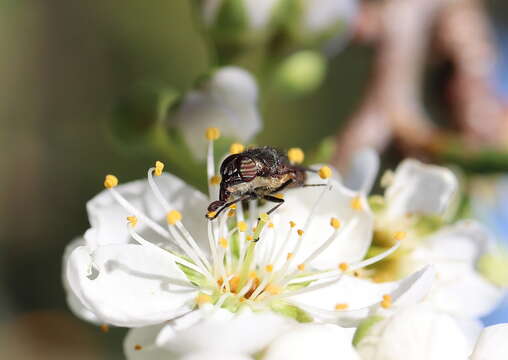 Stomorhina subapicalis (Macquart 1847) resmi