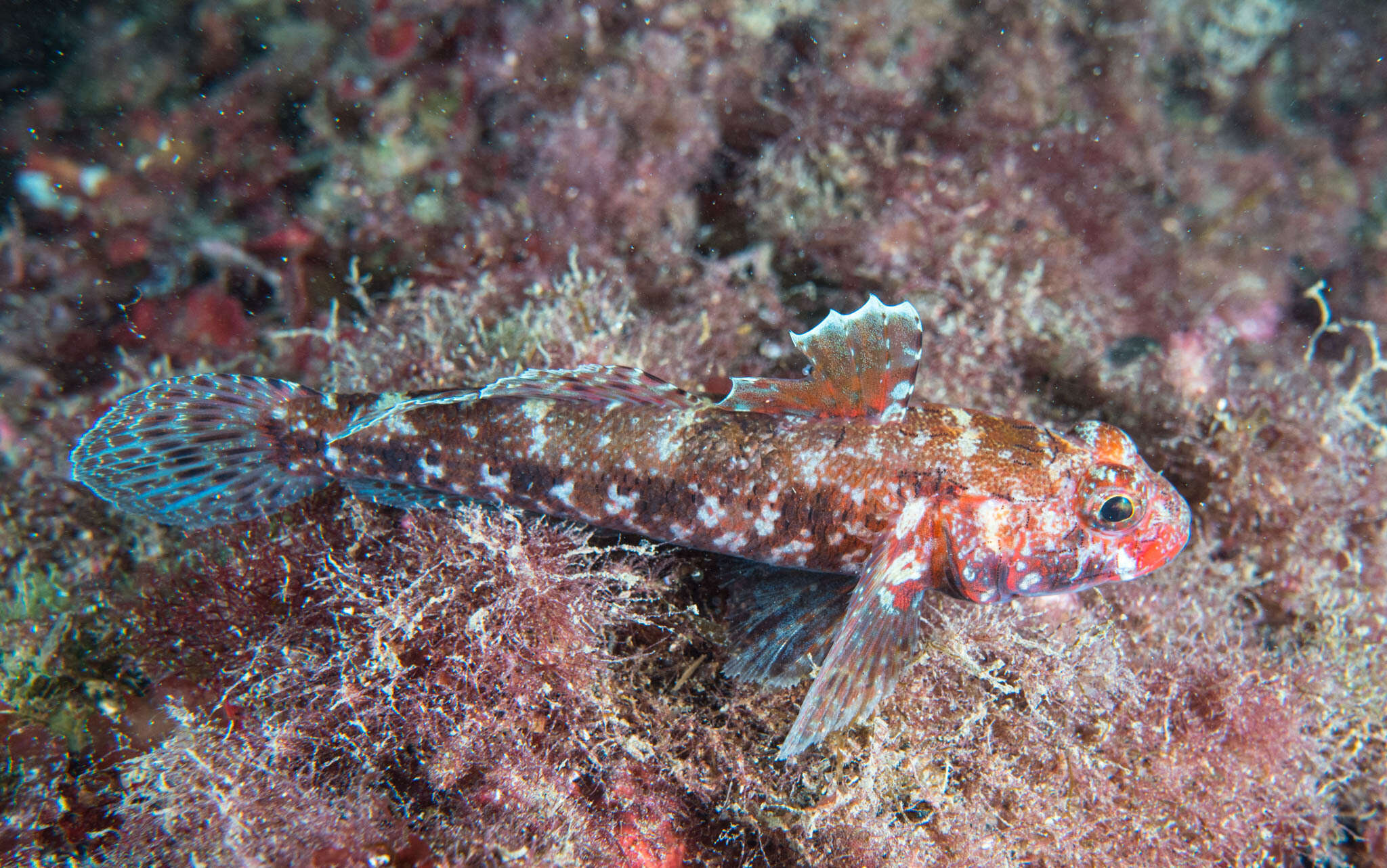 Sivun Gobius cruentatus Gmelin 1789 kuva