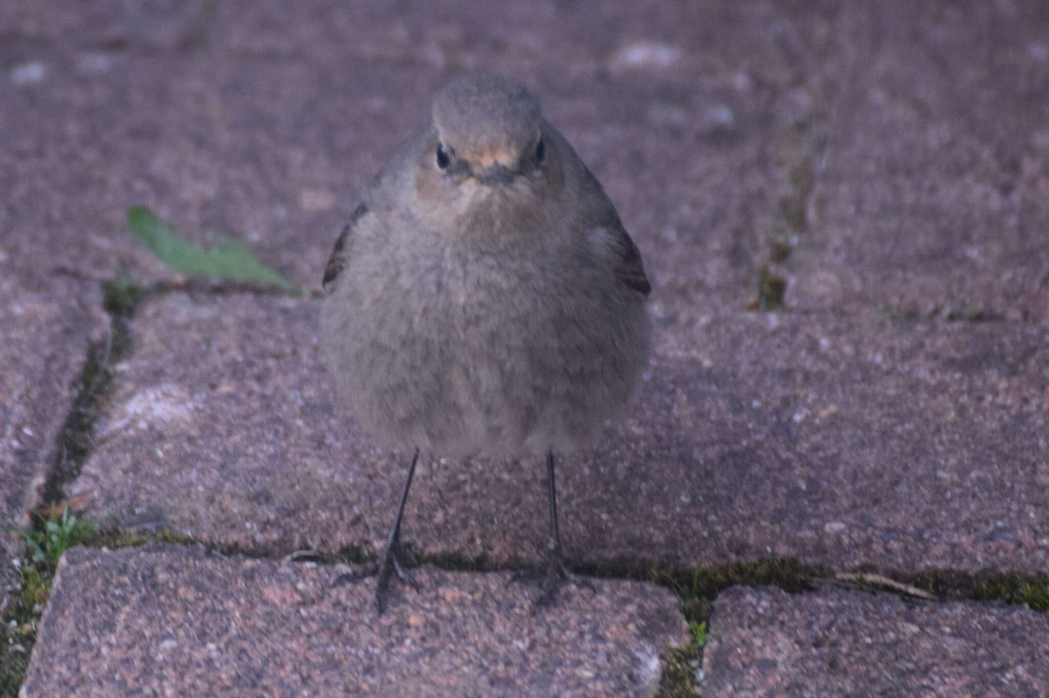 Image of Black Redstart