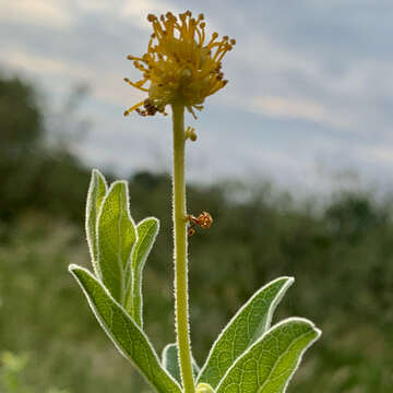 Image of Cephalocroton