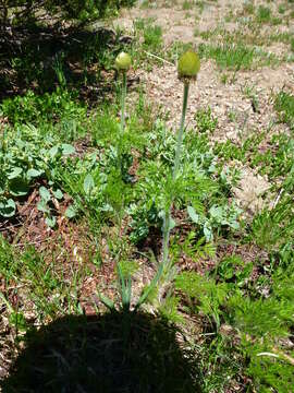 Image of white pasqueflower