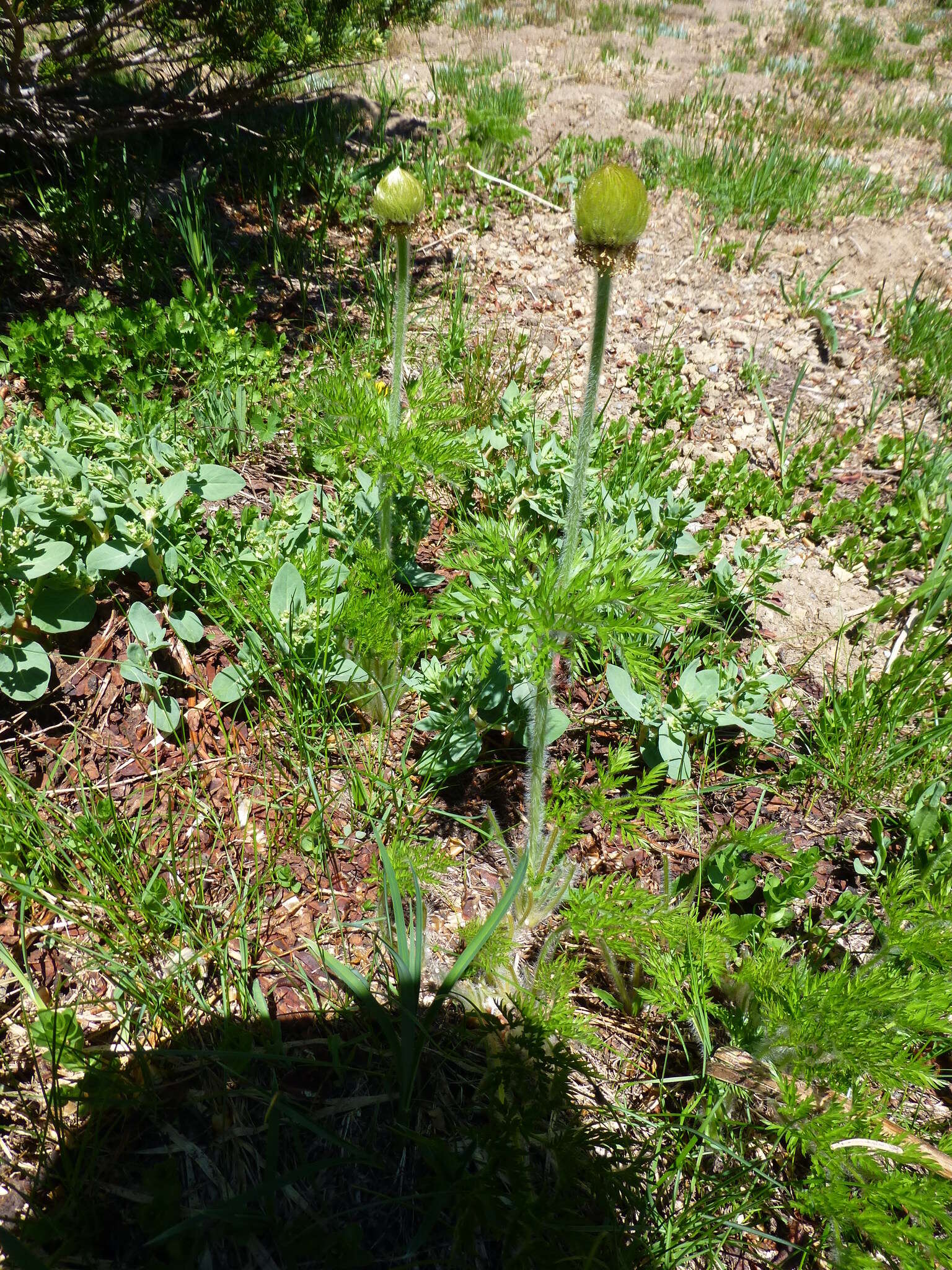 Image of white pasqueflower