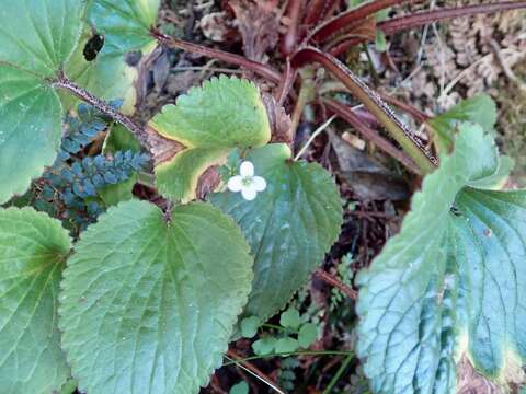 Imagem de Ourisia macrophylla Hook.